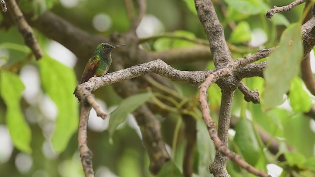 kolibřík mexický - ML351141521