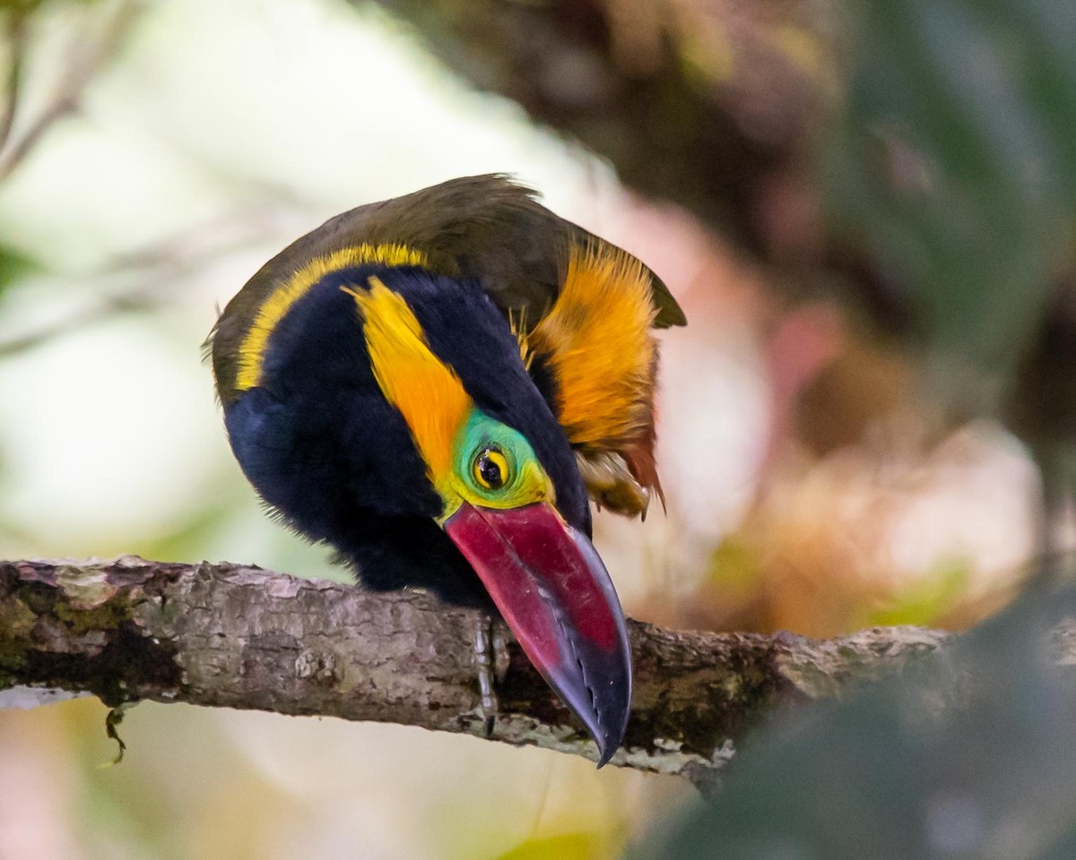 Golden-collared Toucanet (Red-billed) - ML351143701
