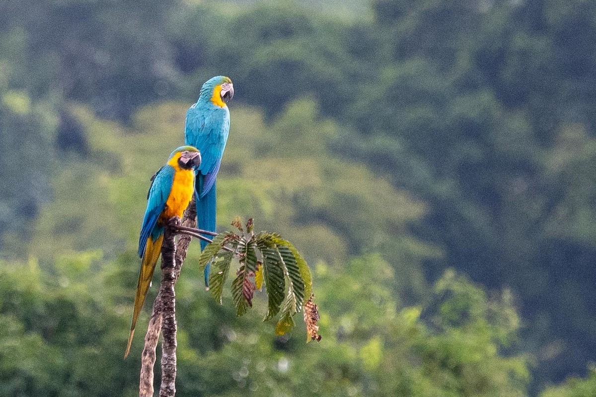Blue-and-yellow Macaw - ML351143721
