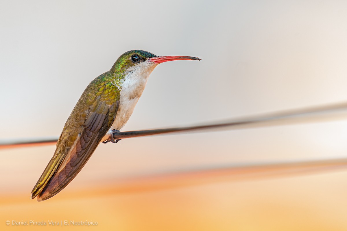 Green-fronted Hummingbird - Daniel Pineda Vera