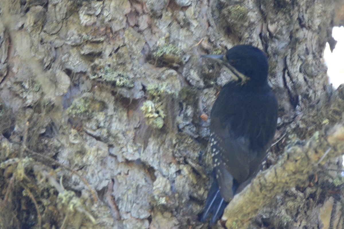 Black-backed Woodpecker - Asher  Warkentin