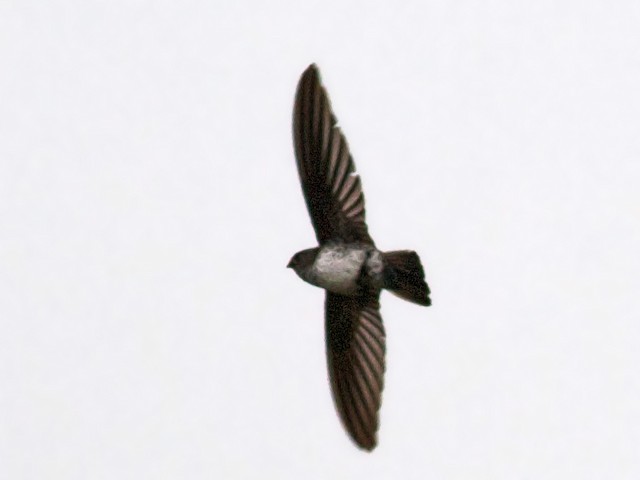 Photos - Ridgetop Swiftlet - Collocalia isonota - Birds of the World