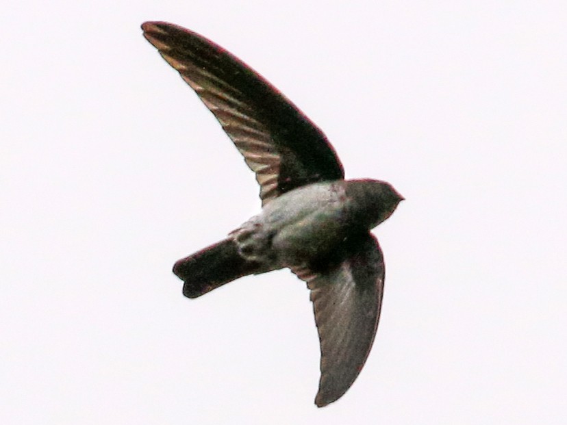 Satin Swiftlet - eBird
