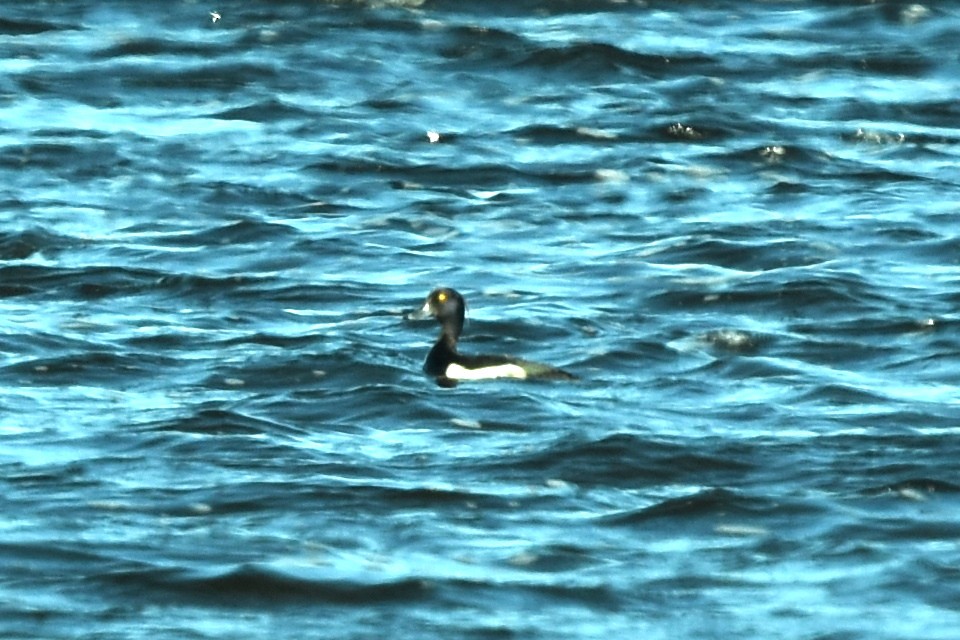 Tufted Duck - ML351150521