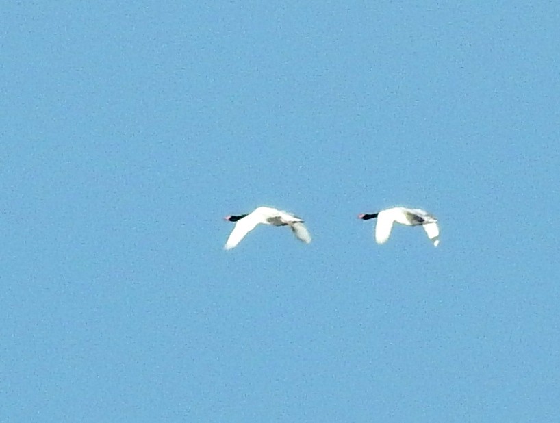 Black-necked Swan - ML351155111
