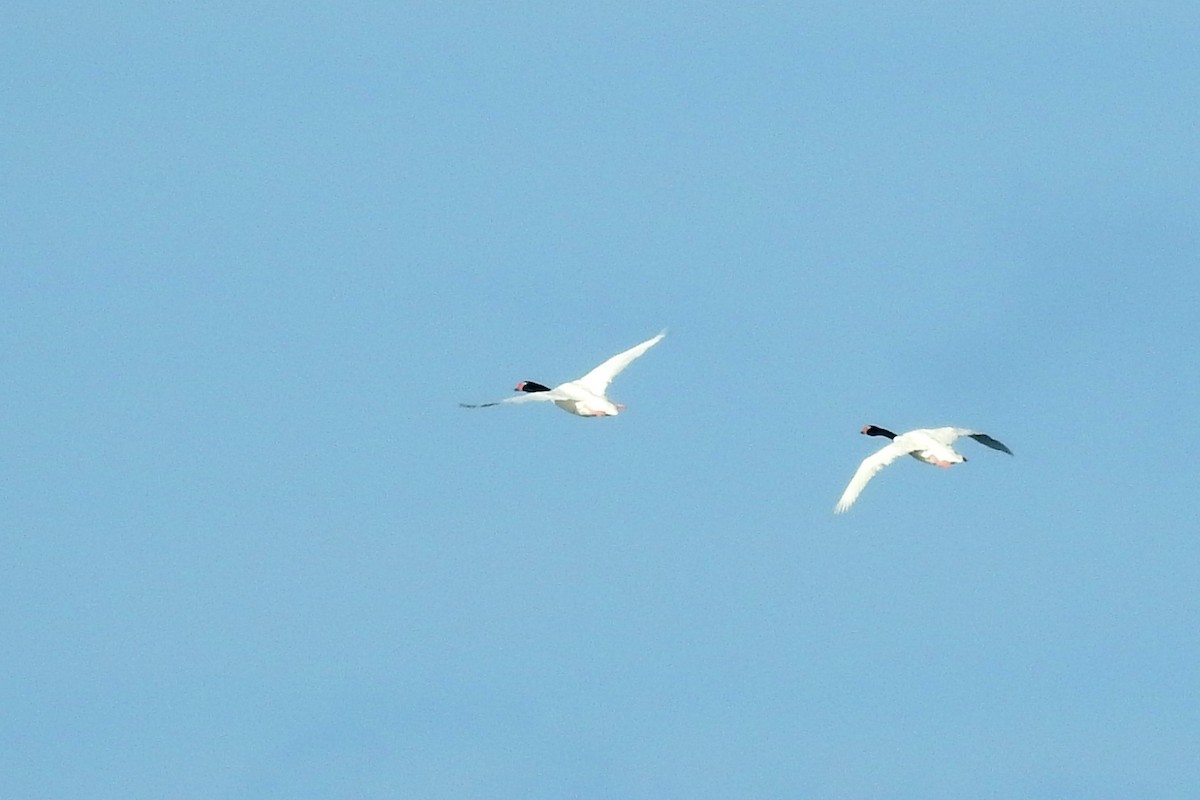 Black-necked Swan - ML351155241