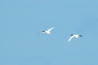 Black-necked Swan, ML351155241