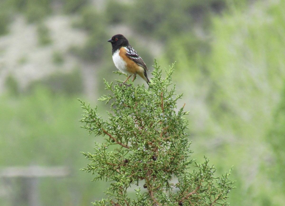 Spotted Towhee - ML351157511