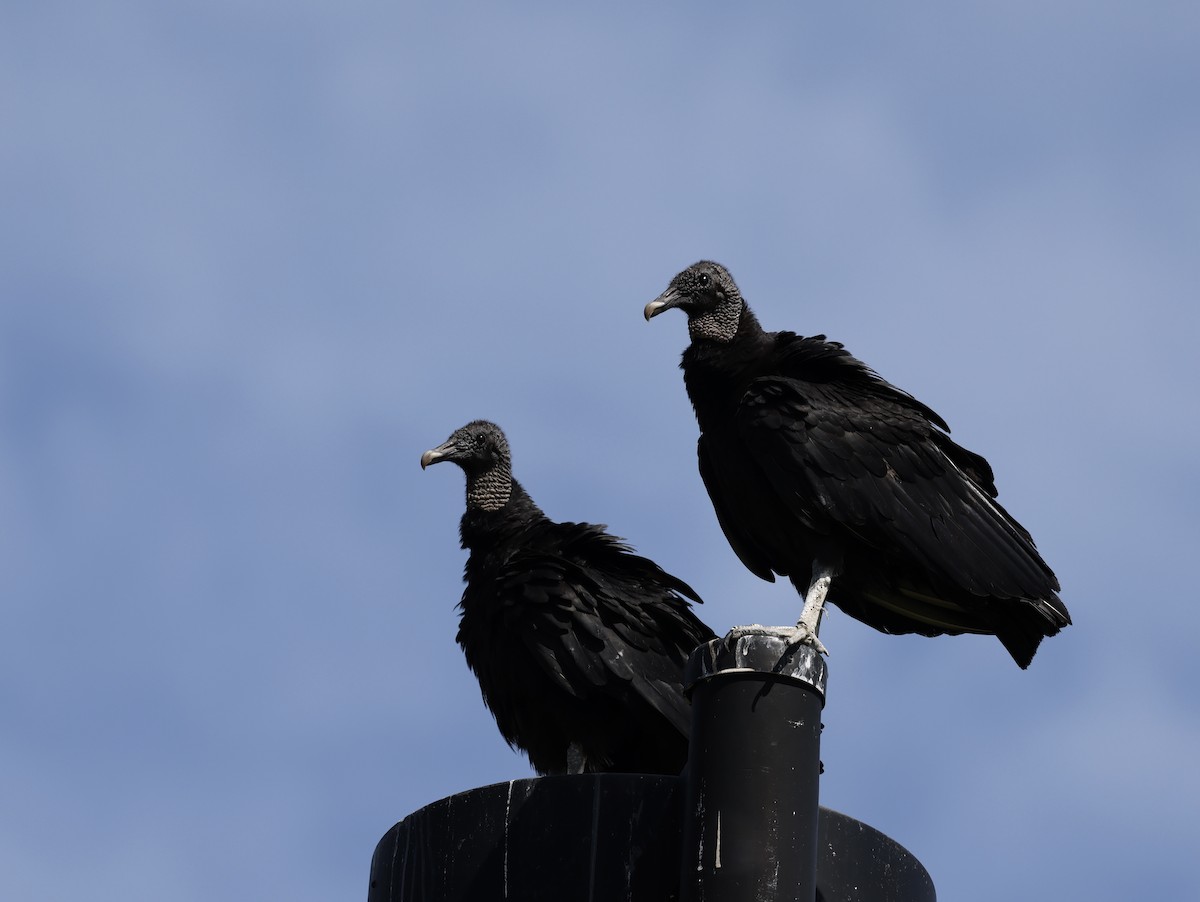 Black Vulture - ML351160771