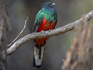 小枝鳥 ミミキヌバネドリ - eBird