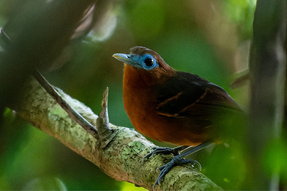 Bare-crowned Antbird - ML351179231