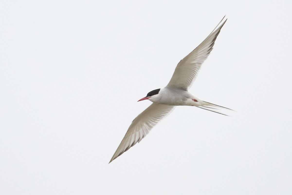 Arctic Tern - Steven McGrath