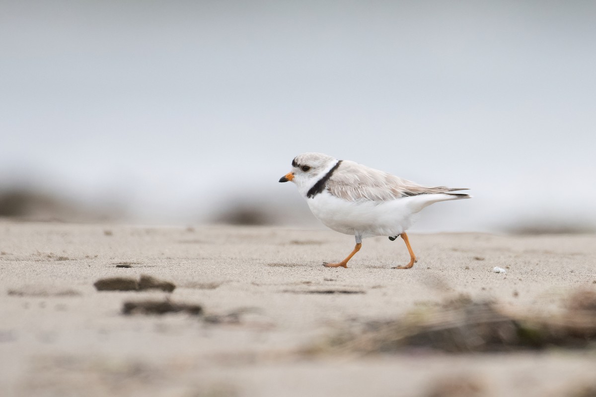 Piping Plover - ML351189261