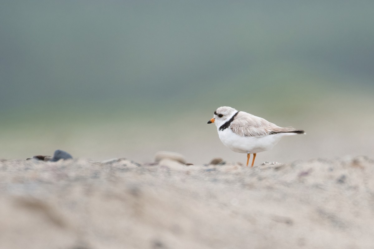 Piping Plover - ML351189271