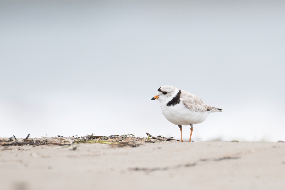 Piping Plover - ML351189281