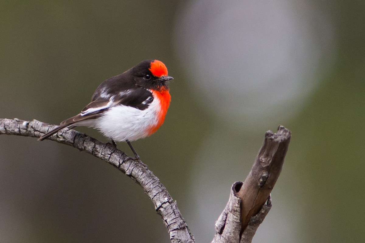 Red-capped Robin - ML35119041