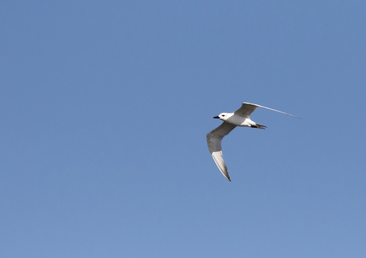 Gull-billed Tern - Caio Brito
