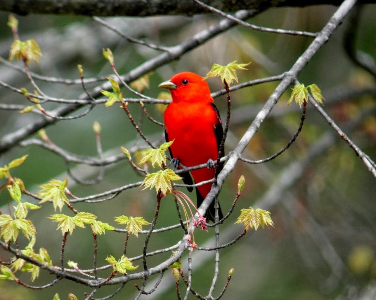Scarlet Tanager - ML351195971