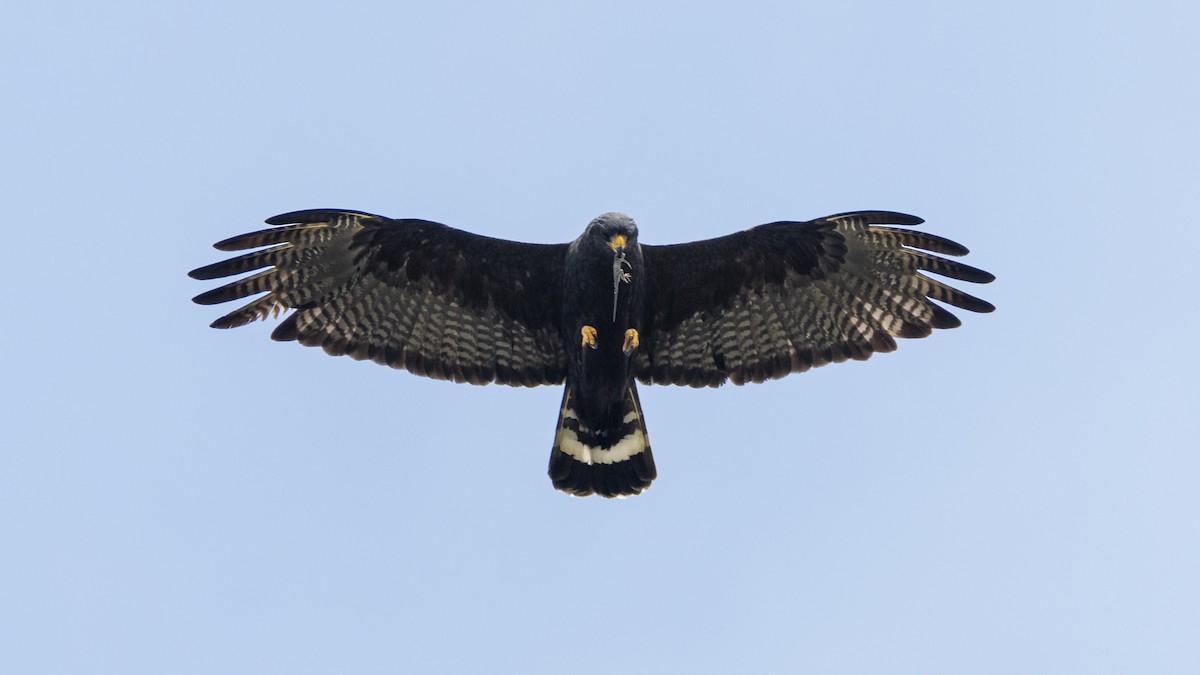 Zone-tailed Hawk - ML351201511