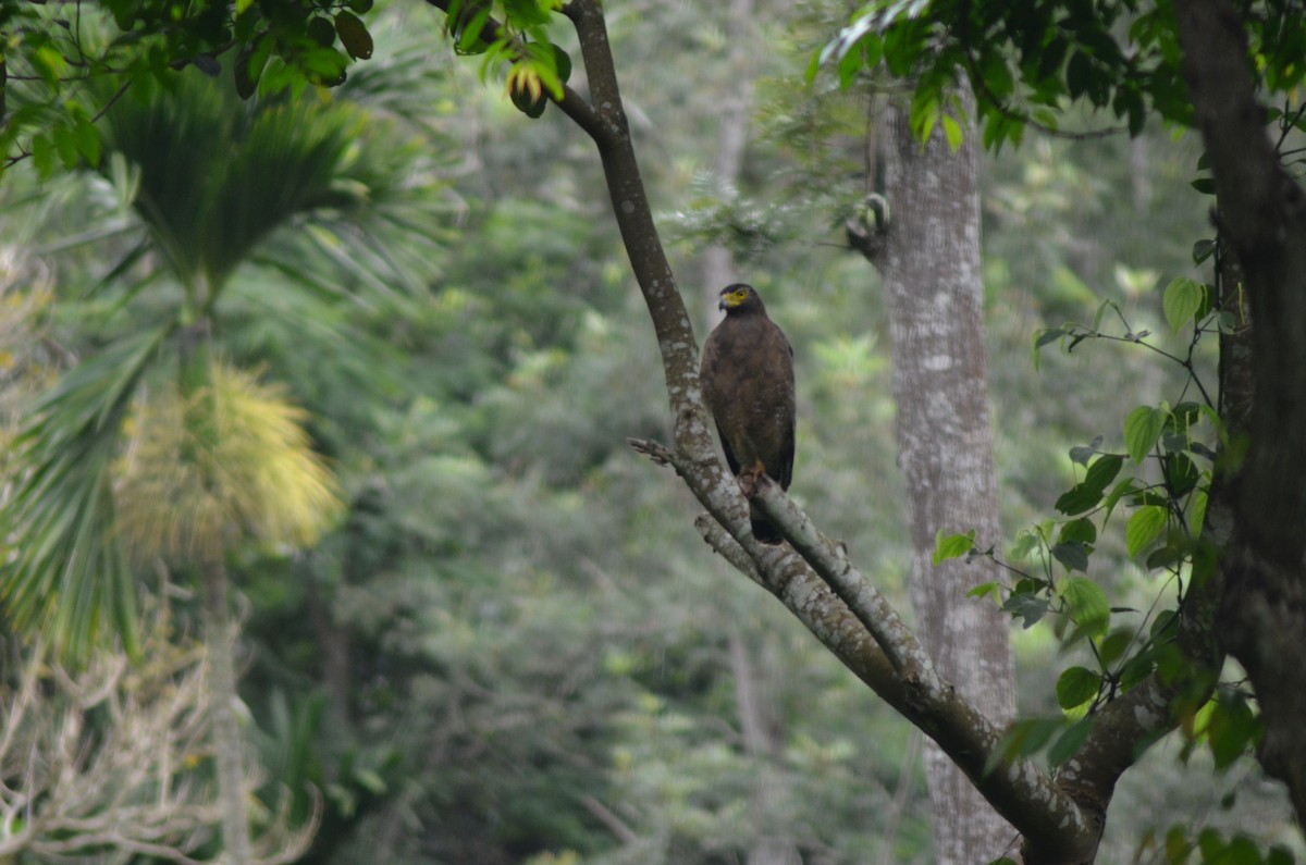 Crested Serpent-Eagle - ML351203621