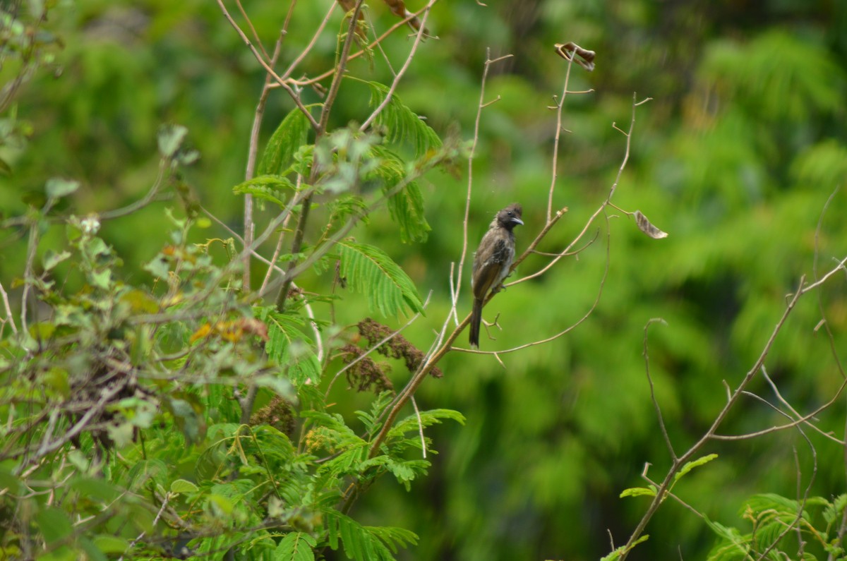 Red-vented Bulbul - ML351213721