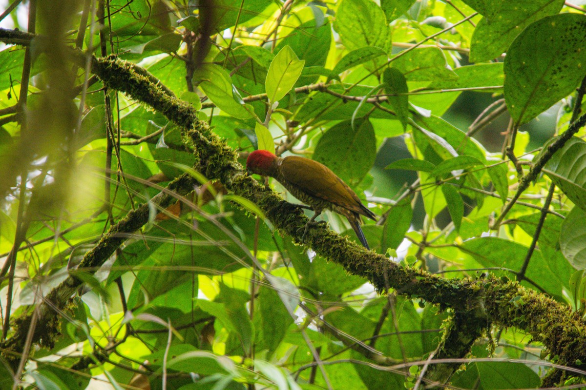 Rufous-winged Woodpecker - Austin Bell