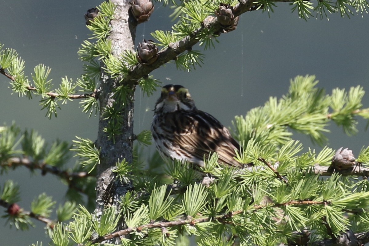 Savannah Sparrow - ML351215691