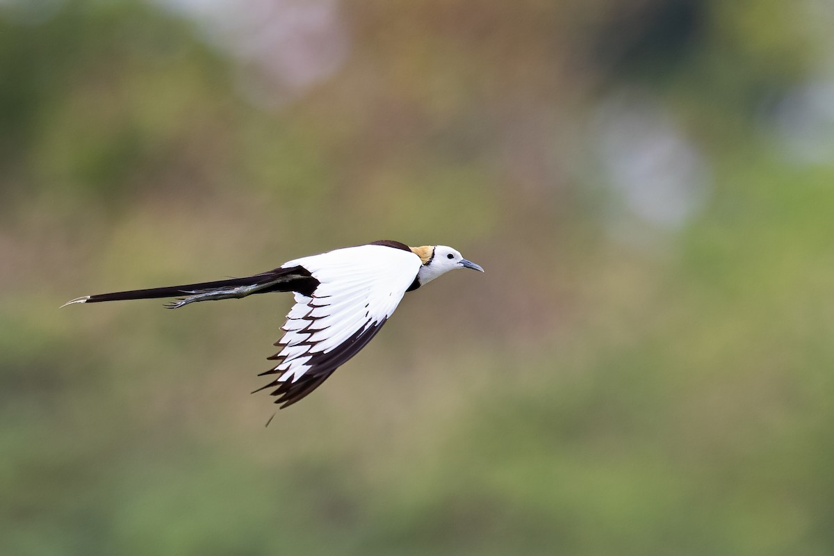 Pheasant-tailed Jacana - ML351217611