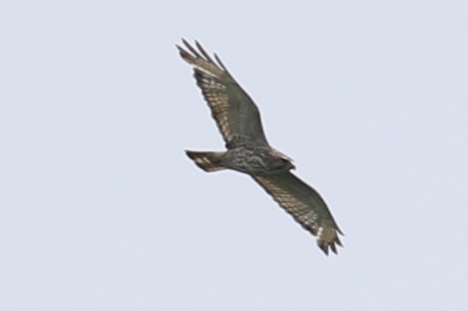 Broad-winged Hawk - ML351220111