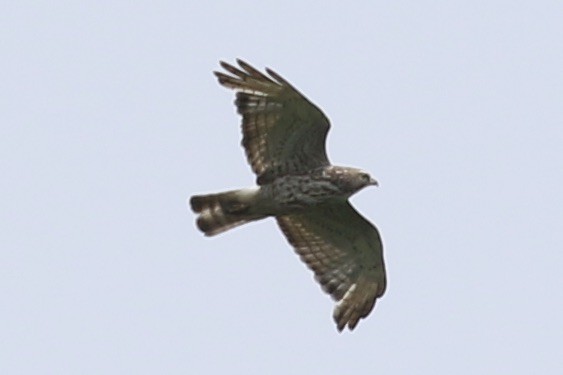 Broad-winged Hawk - ML351220121