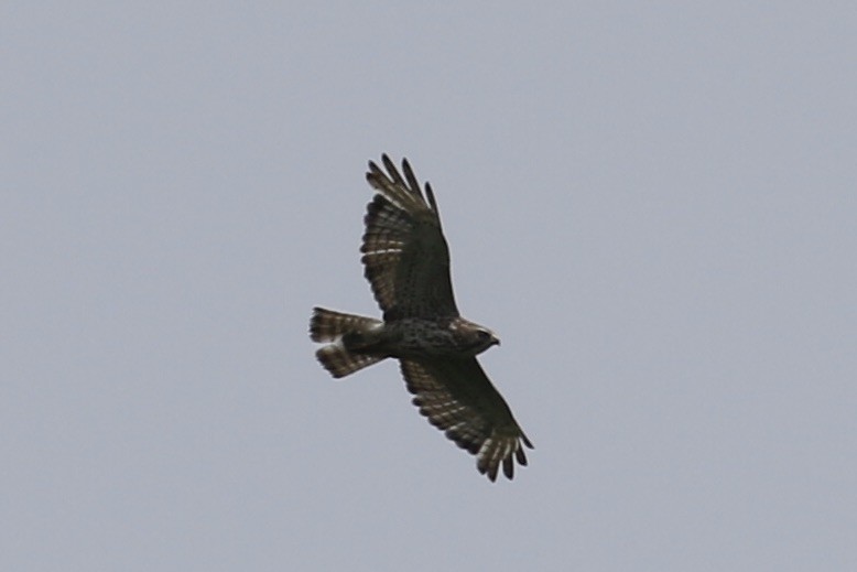 Broad-winged Hawk - ML351220151
