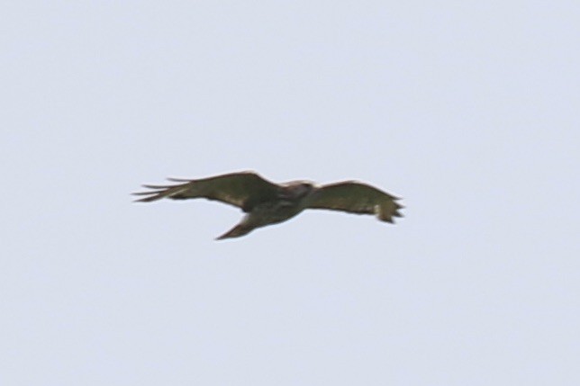 Broad-winged Hawk - ML351220161