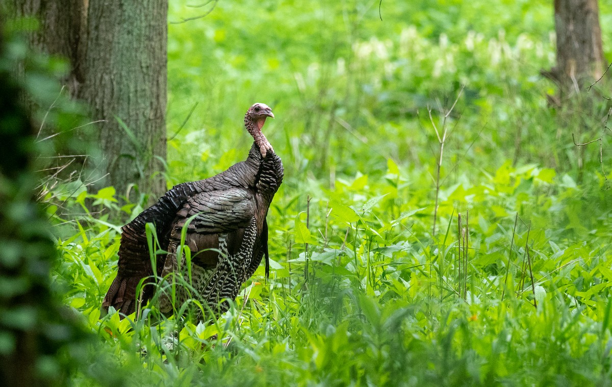 Wild Turkey - Forest Botial-Jarvis