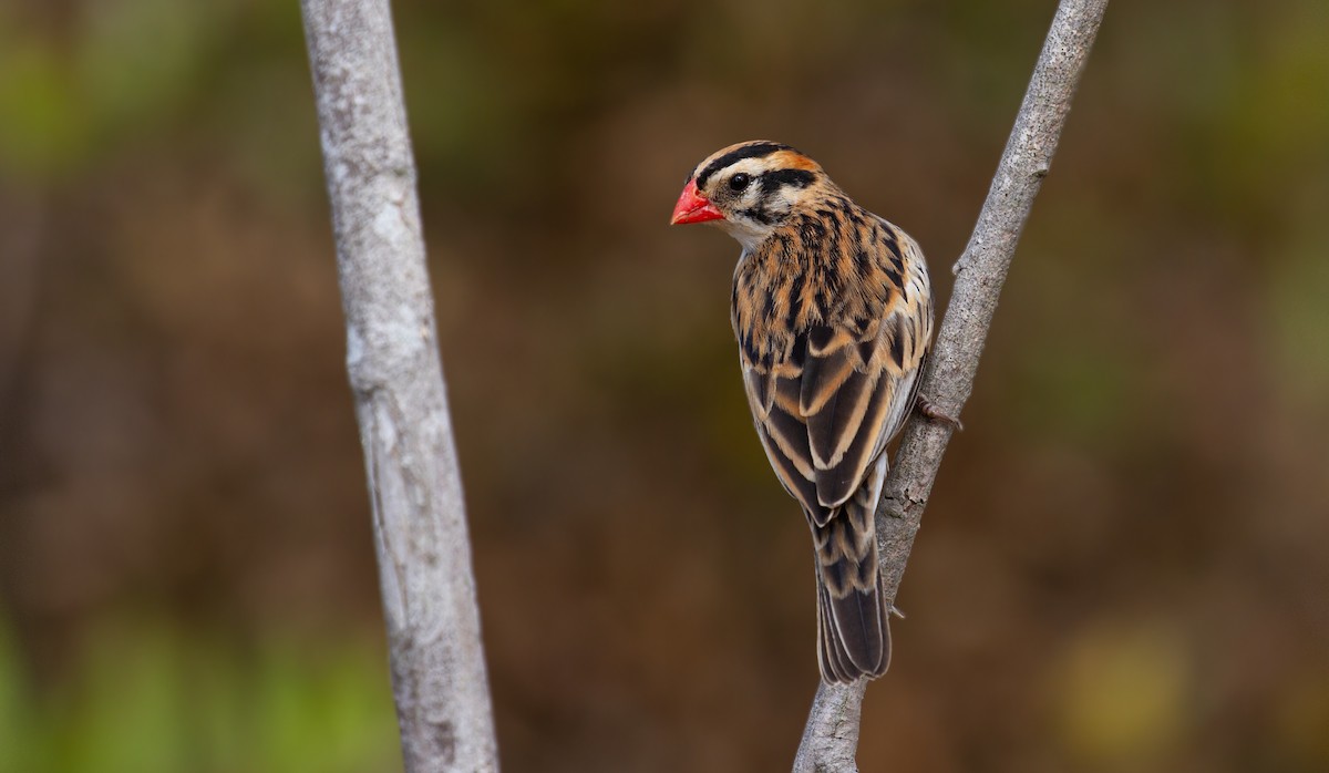 Pin-tailed Whydah - ML351225591