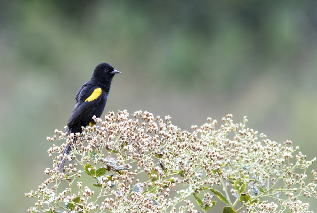 Variable Oriole (Yellow-shouldered) - ML35122931