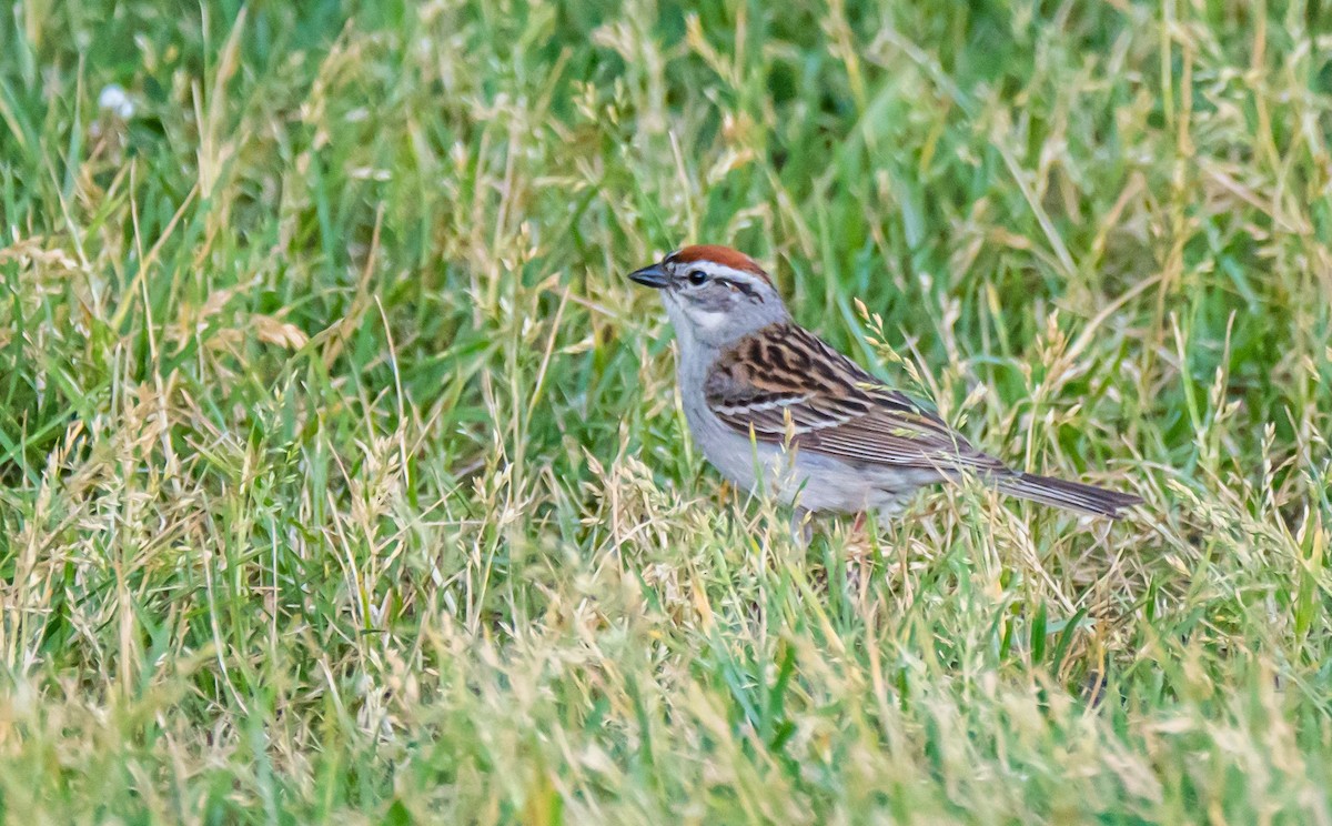 Chipping Sparrow - ML351229631