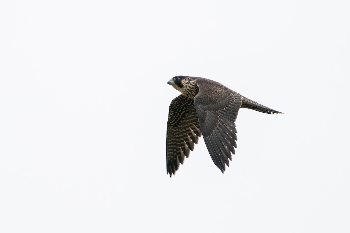 Peregrine Falcon (North American) - Derek Lecy
