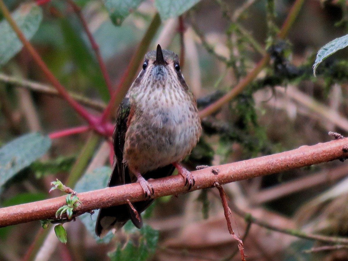 Speckled Hummingbird - ML35123671