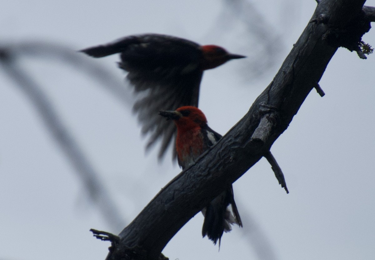 Red-breasted Sapsucker - ML351236981