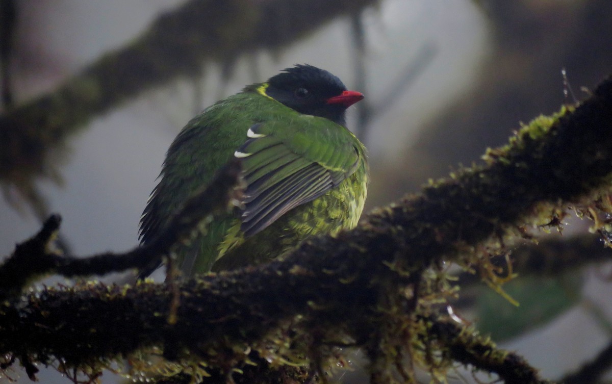 Green-and-black Fruiteater - ML35123701