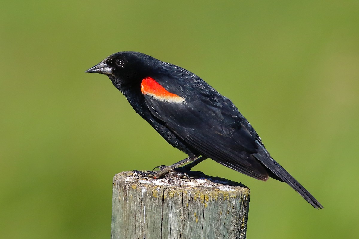 Red-winged Blackbird - Douglas Faulder