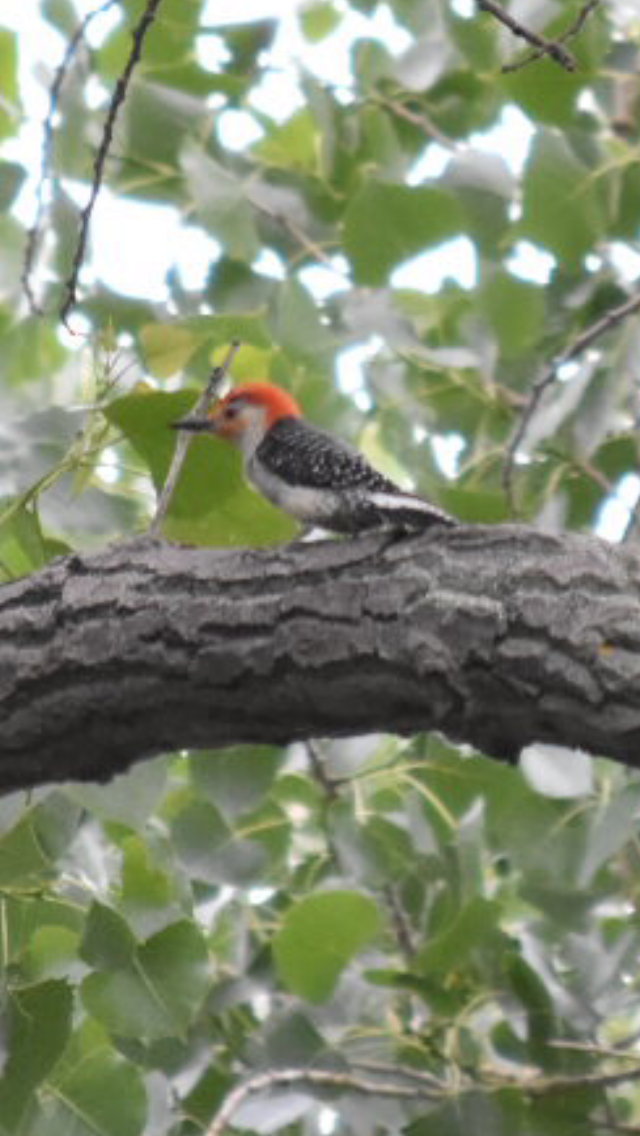 Red-bellied Woodpecker - ML351242161
