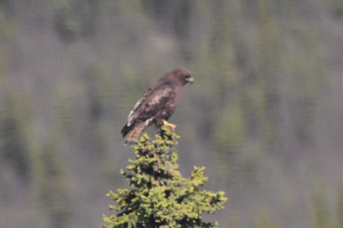 Red-tailed Hawk (Harlan's) - ML351244211