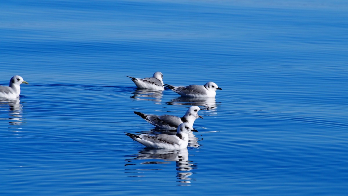 Mouette tridactyle - ML35124471