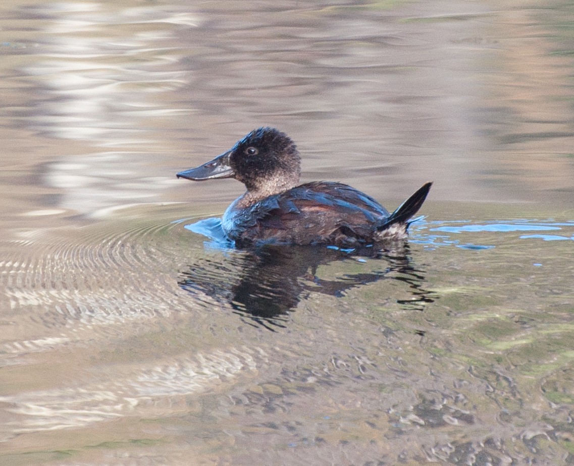 Andean Duck (ferruginea) - ML35124961