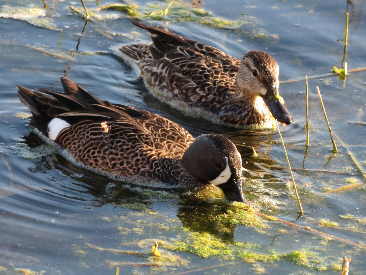 Blue-winged Teal - ML35125001
