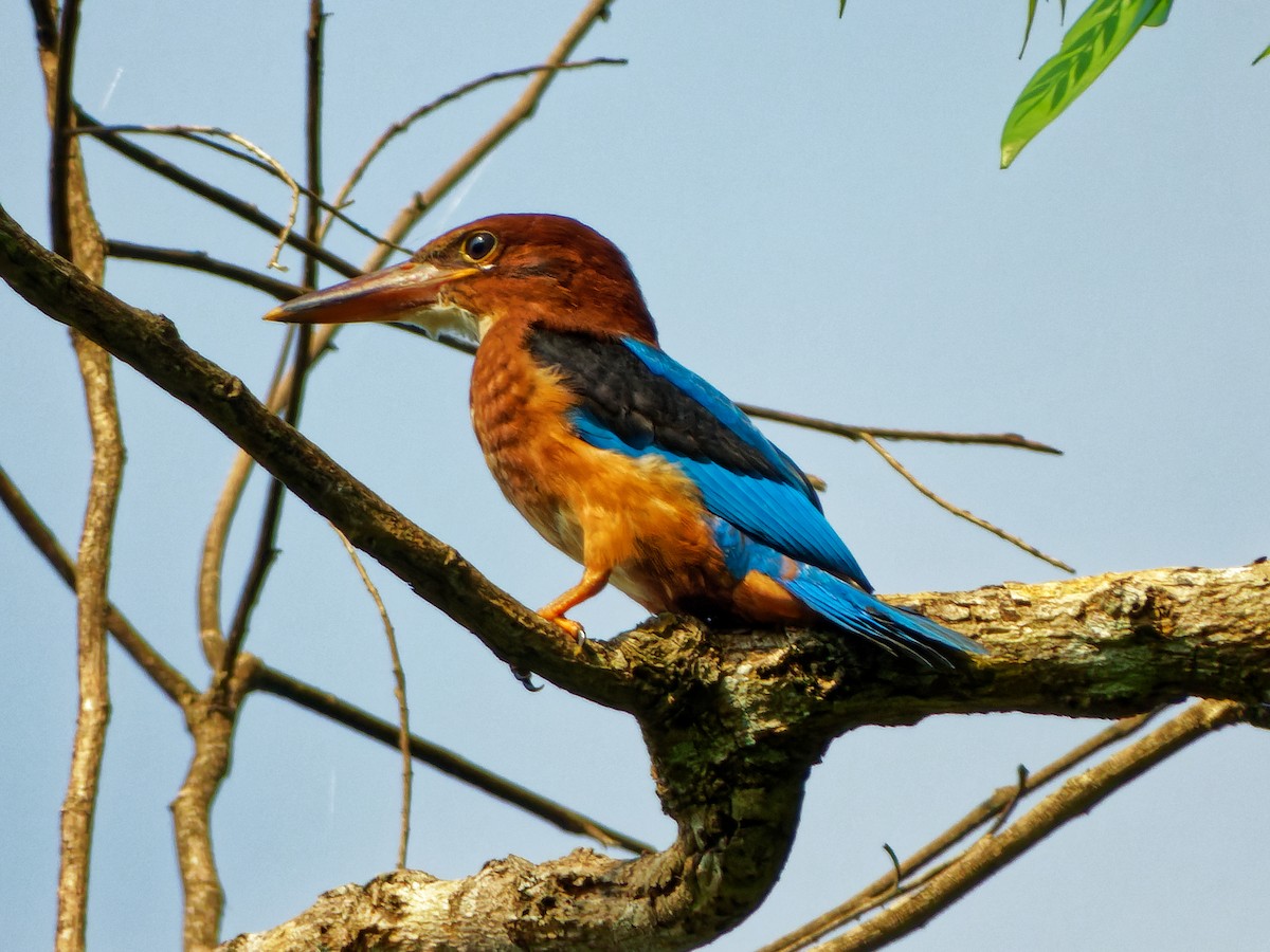 Brown-breasted Kingfisher - ML351251871