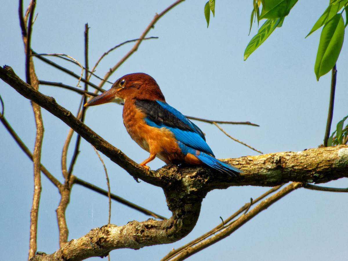 Brown-breasted Kingfisher - ML351251971