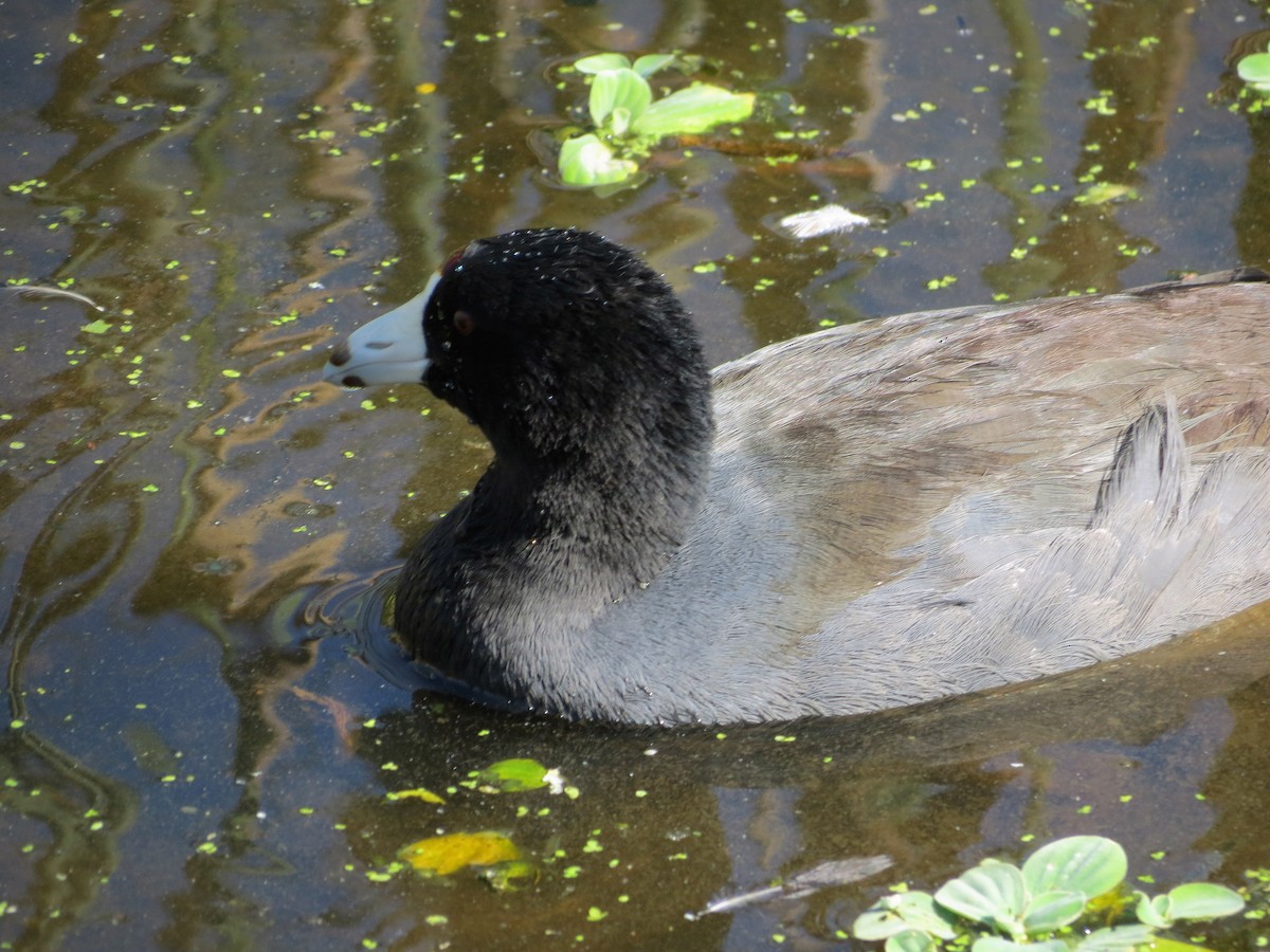 American Coot (Red-shielded) - ML35125401