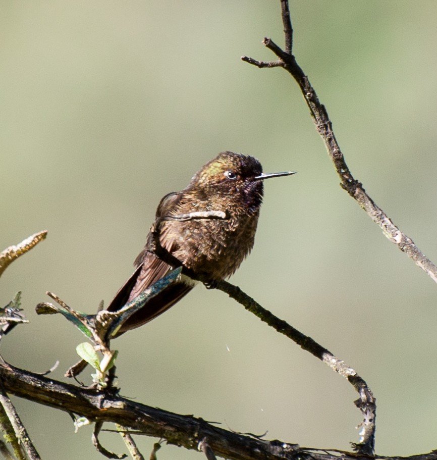 Violet-throated Metaltail - ML35125441